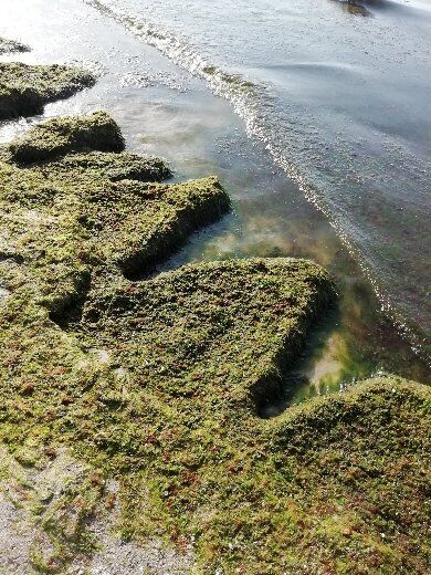 На берегу Черного моря в Одессе много водорослей