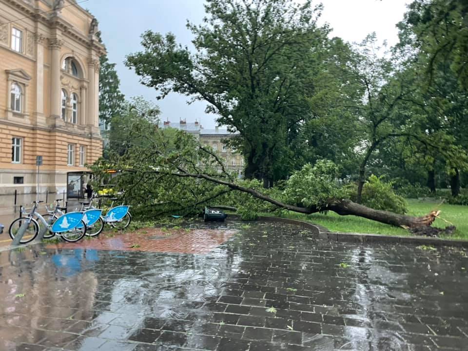 Поваленные деревья во Львове.