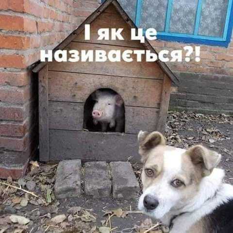 Мем з собакою