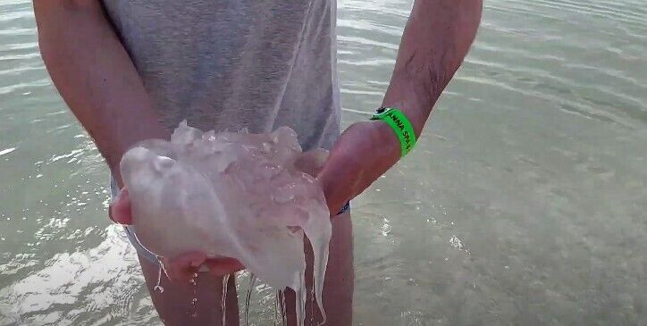 Великі медузи в Кирилівці