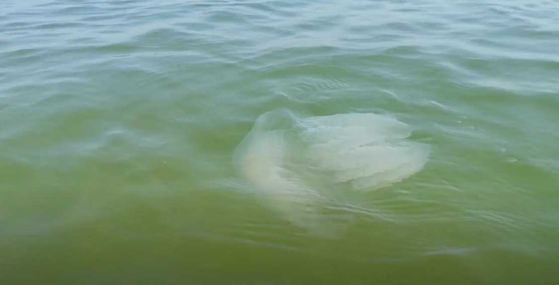 В Азовском море большие медузы
