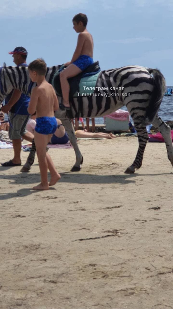 Животное на Скадовском пляже