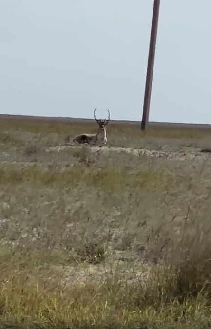 В заповедной зоне острова украинцы увидели большого оленя с раскидистыми рогами