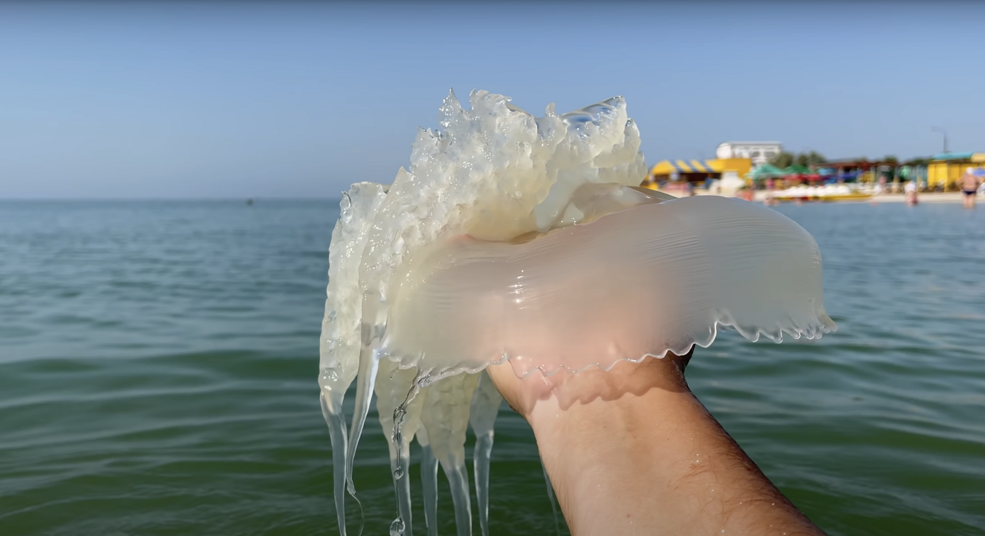 Медузы приносят туристам дискомфорт.