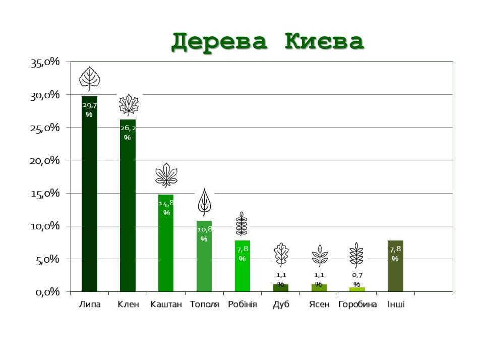 У Києві назвали найбільш популярні дерева столиці.
