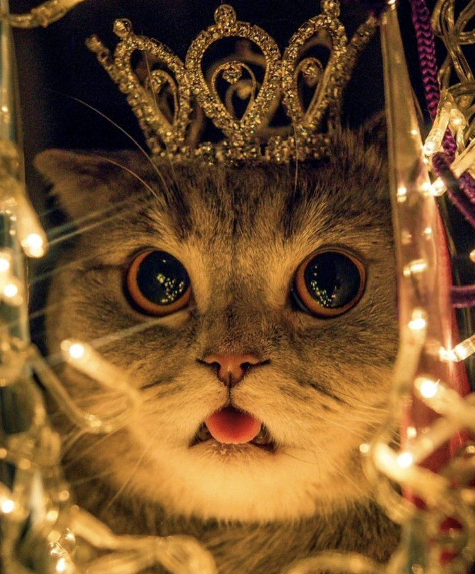 Принцеса котячого Instagram.