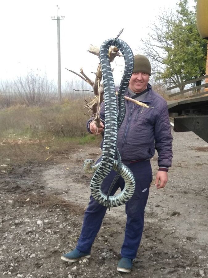 Такого ужа поймали в Полтавской области. Он не ядовитый