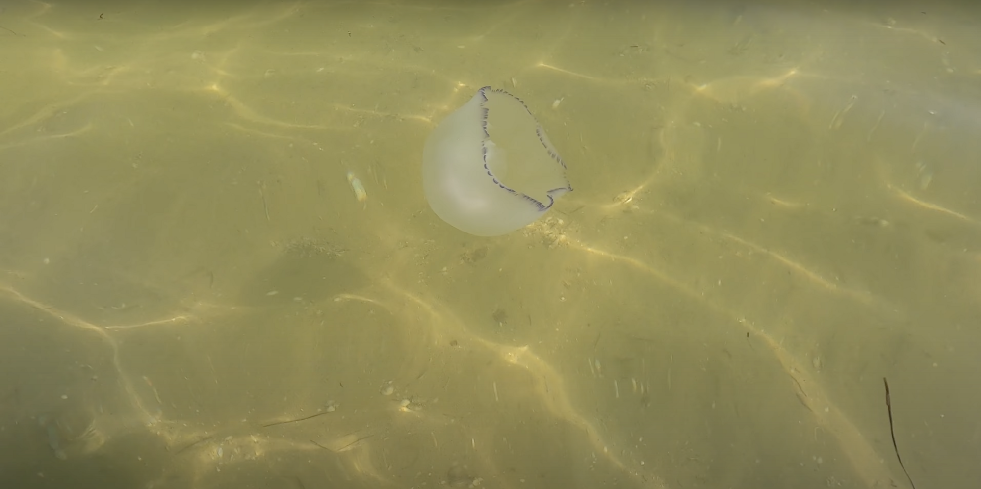 В Азовском море плавают стаи медуз.