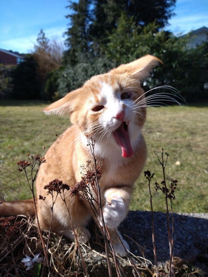 Кіт пробує нові рослини на смак