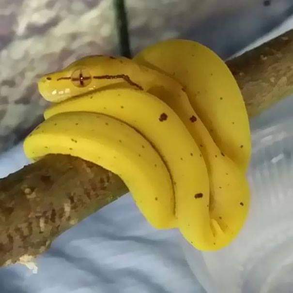 Фото оптической иллюзии запечатлело змею ярко-желтого цвета