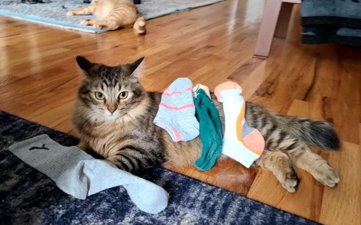 Кіт викрадає шкарпетки