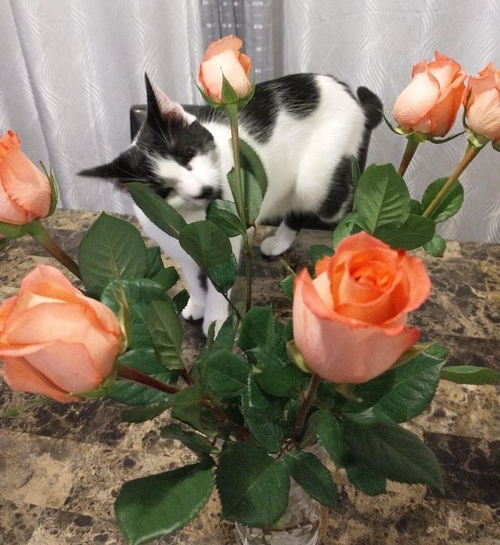 Кот ненавидит цветы.