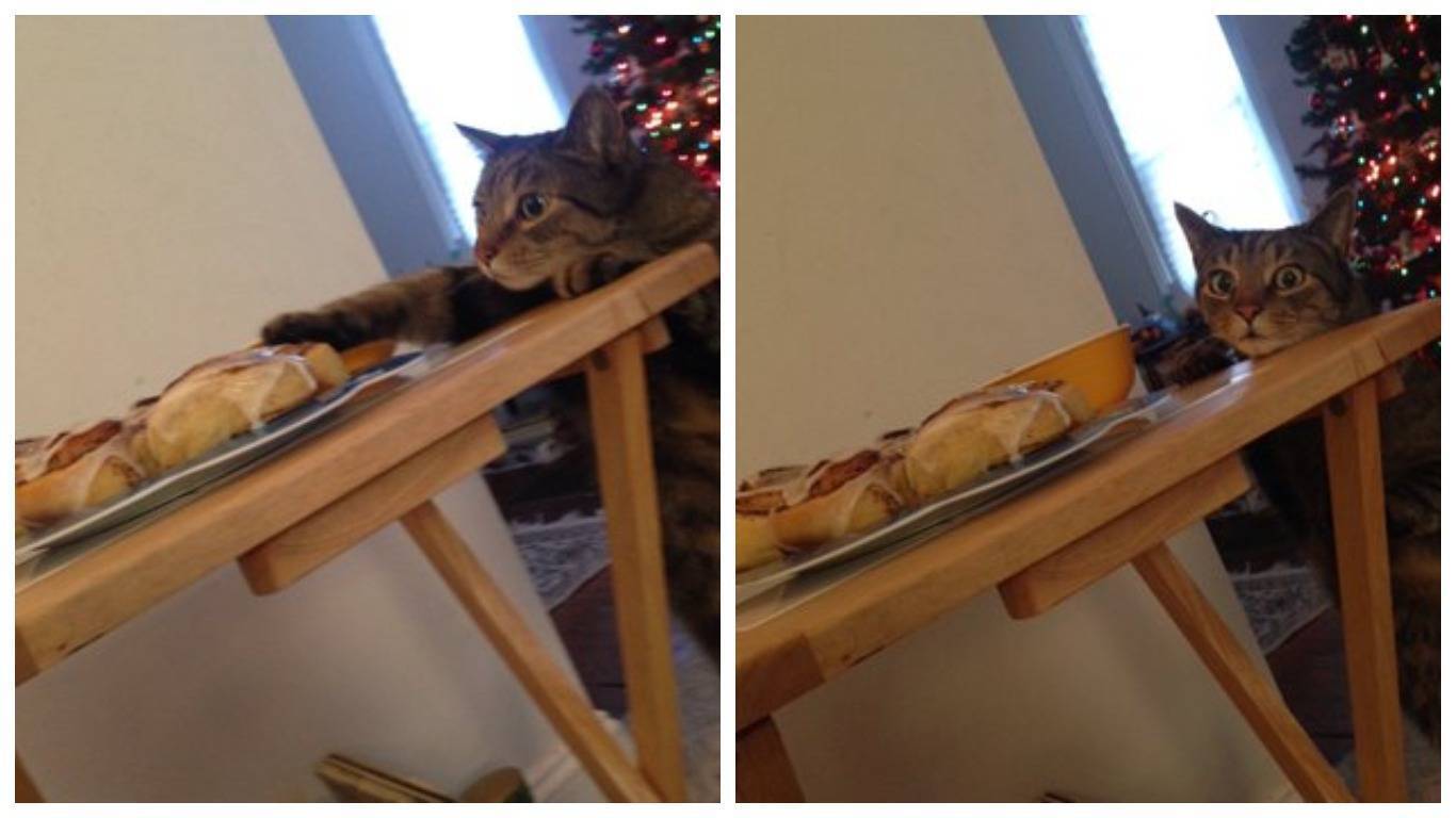 Поки господарі не бачать - котик полює на пиріг