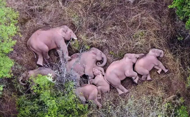 За слонами наблюдают из дронов