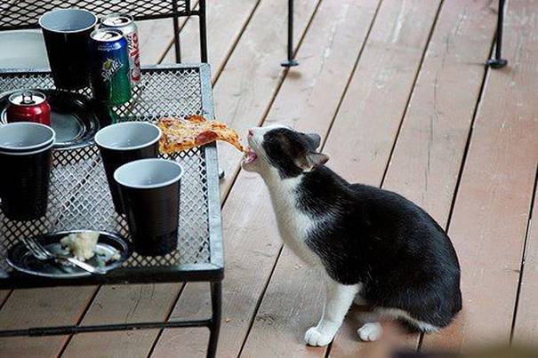 Кот украл кусок пиццы.