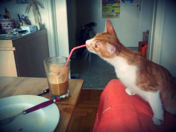Кот пытается пить капучино через трубочку.