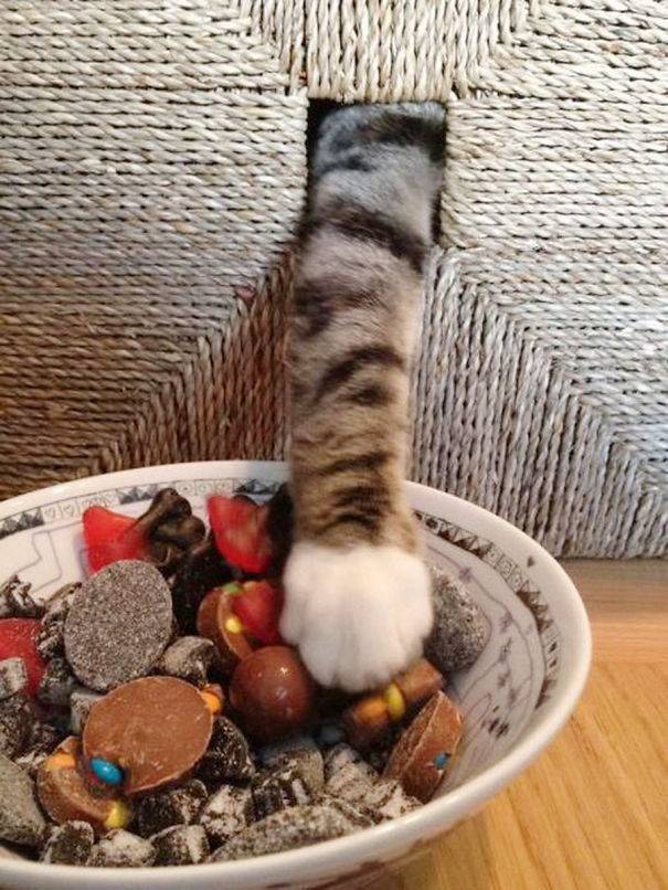 Голодный котик украл сладости.