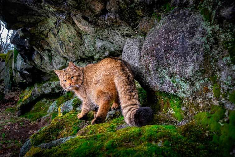 "Кіт лісовий європейський", автор Владімір Чех (Чеська Республіка).