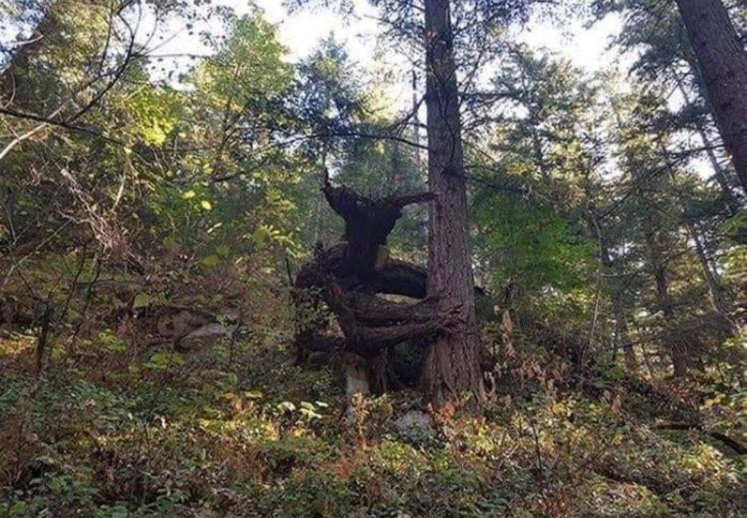 Странное дерево напугало пользователей
