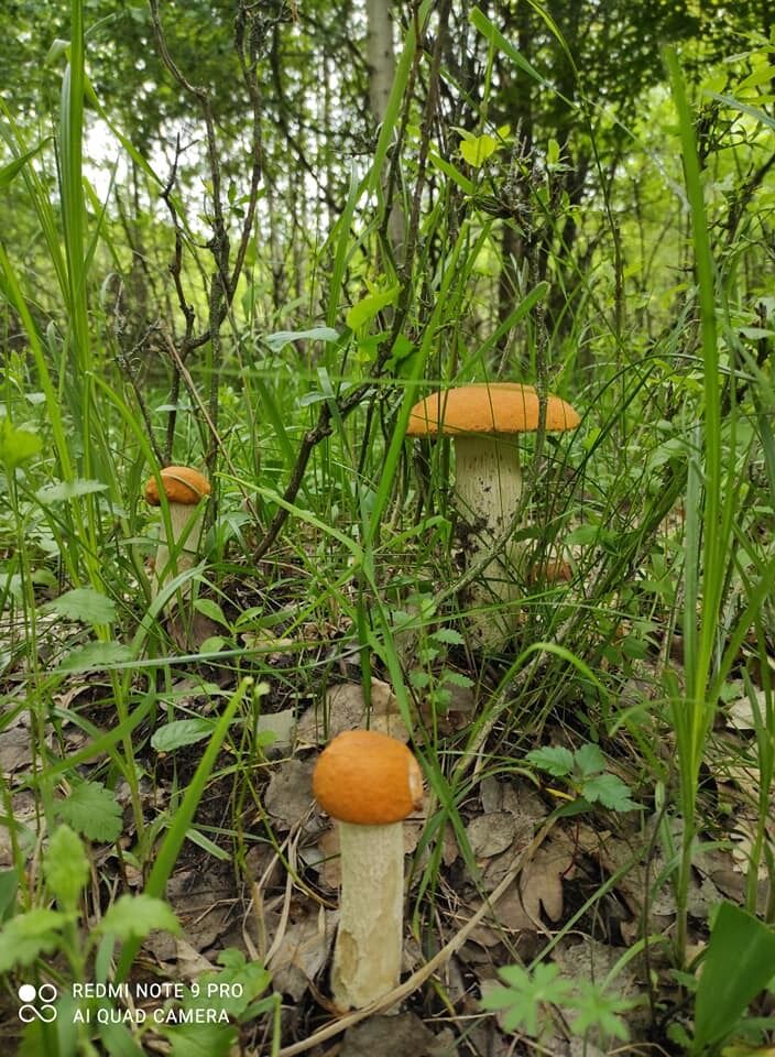 Сбор грибов в Киевской области