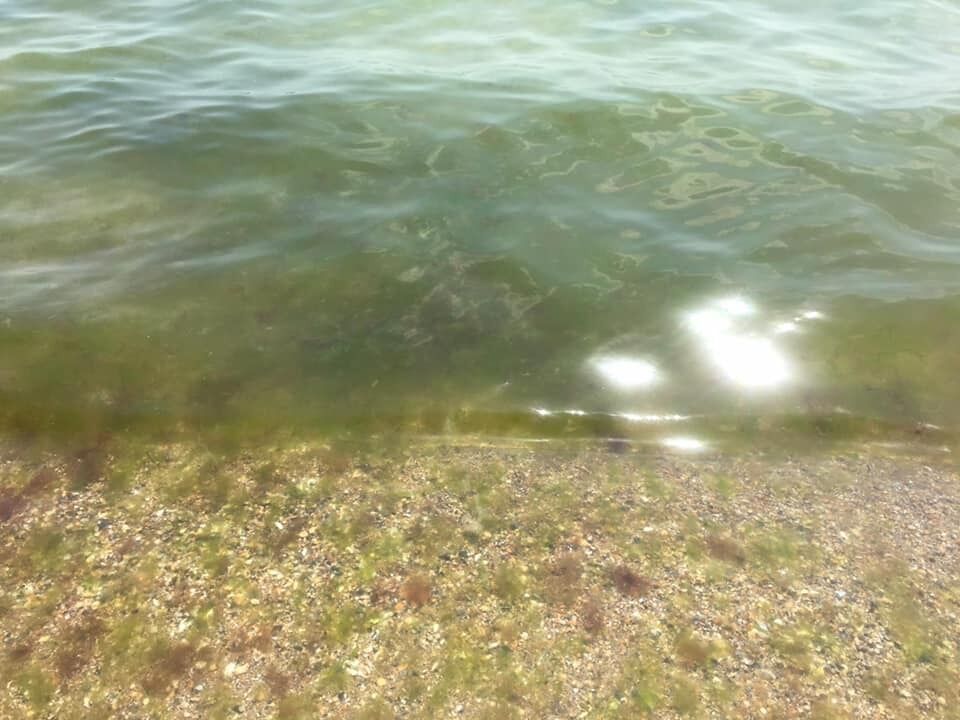 В Черном море много водорослей