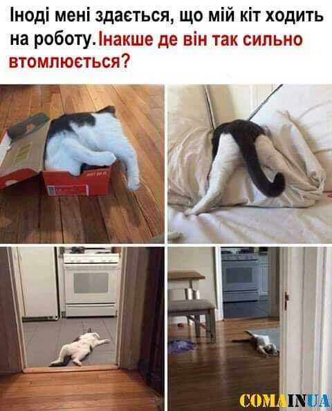 Мем с котом