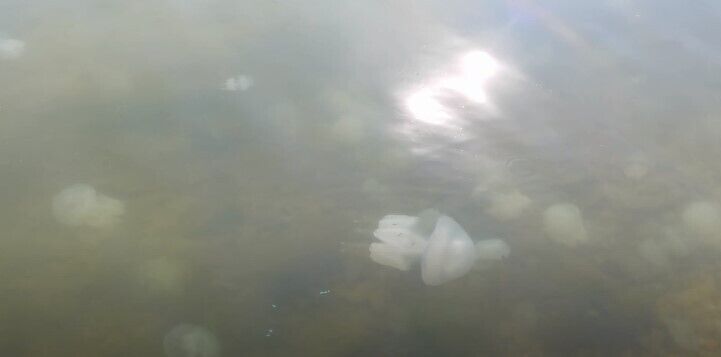 Медузы в Бердянске