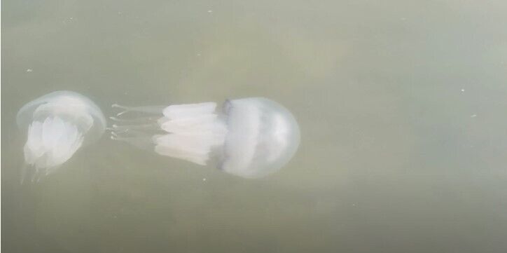 В Азовском море огромные медузы