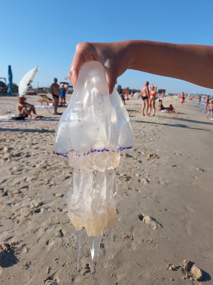 На Федотовой косе плавают гигантские медузы.