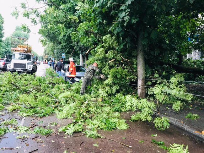 Дерева повалило від вітру.