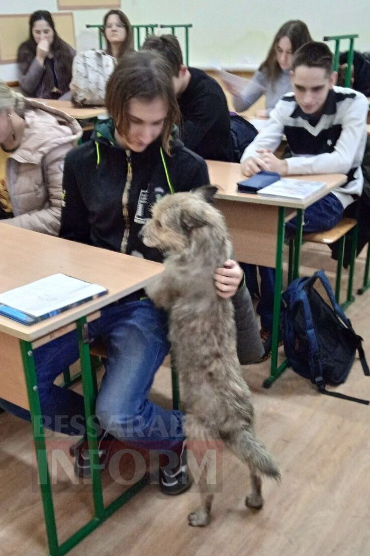 Пес на уроке