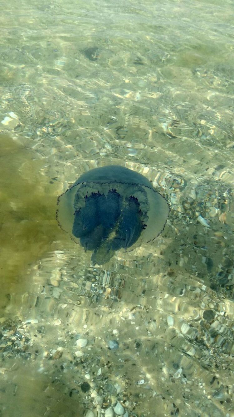 В Лазурном нашествия гигантских медуз.