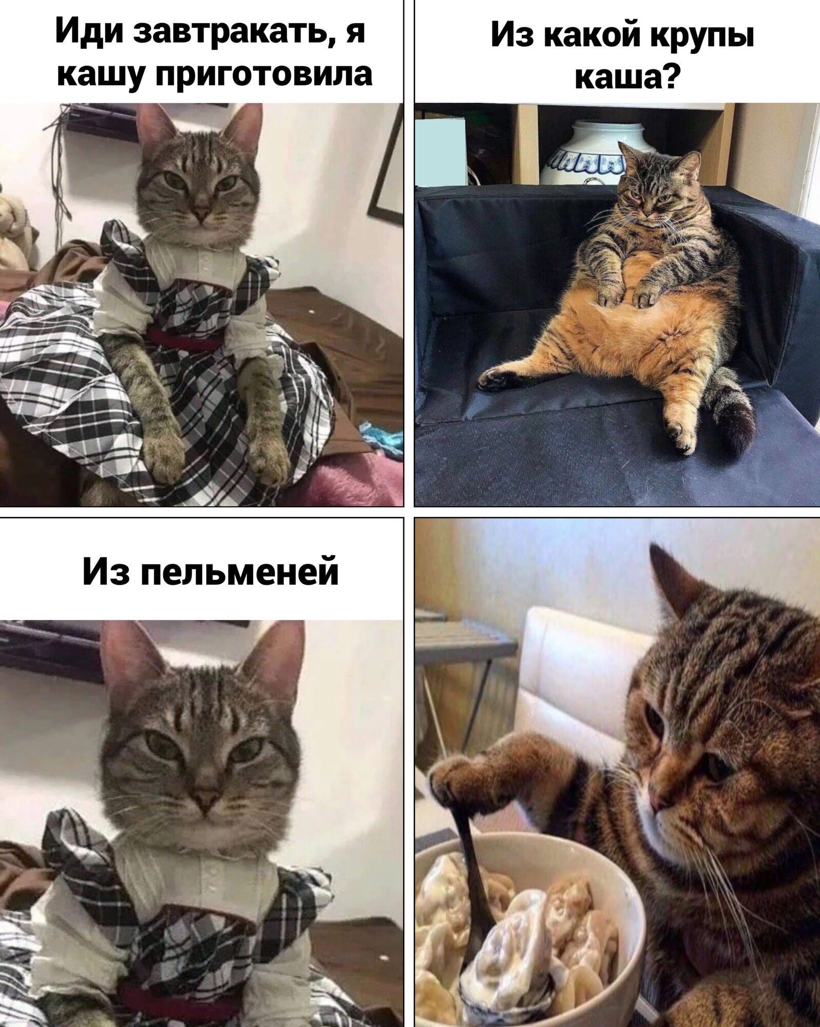 Мем з котами