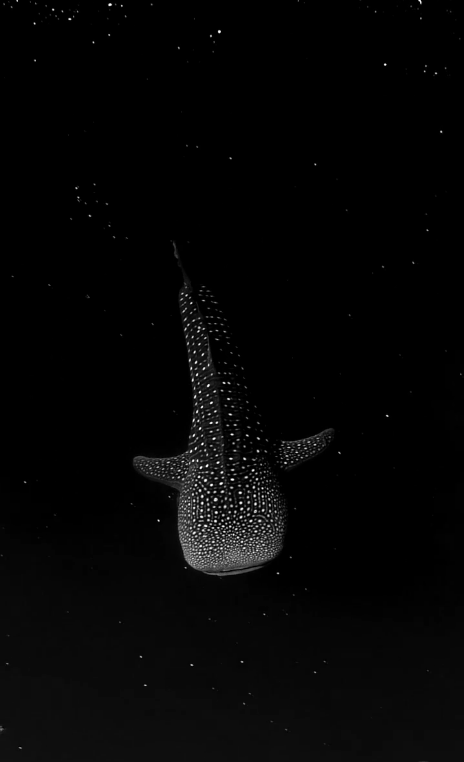 Китова акула серед водоростей, що світяться