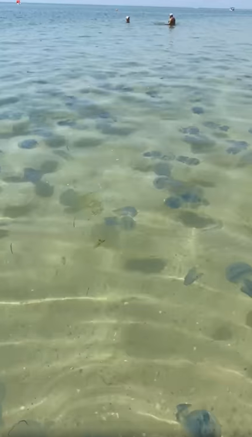 Медузи в Лазурному