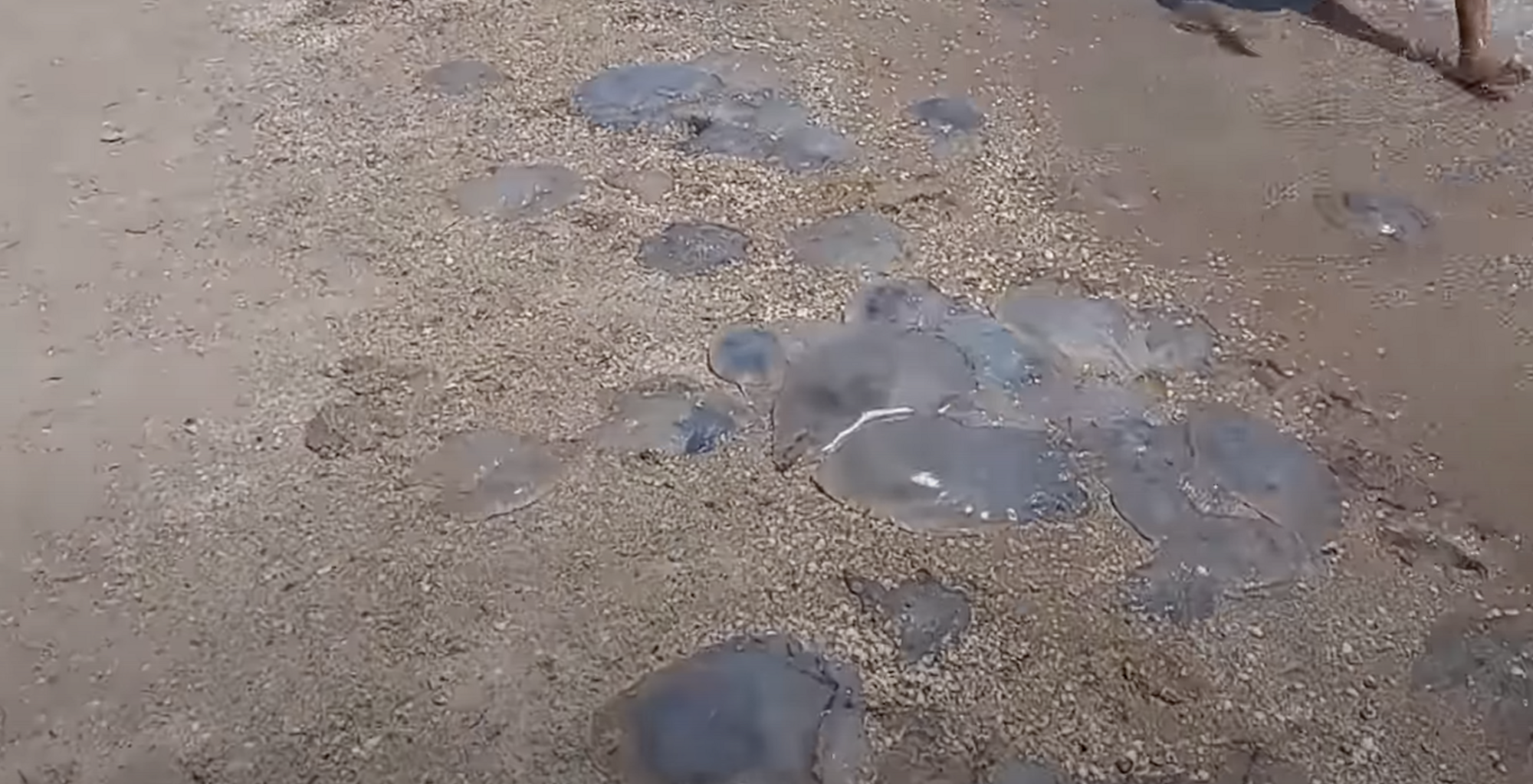 В Кирилловке на пляже кладбище для медуз.