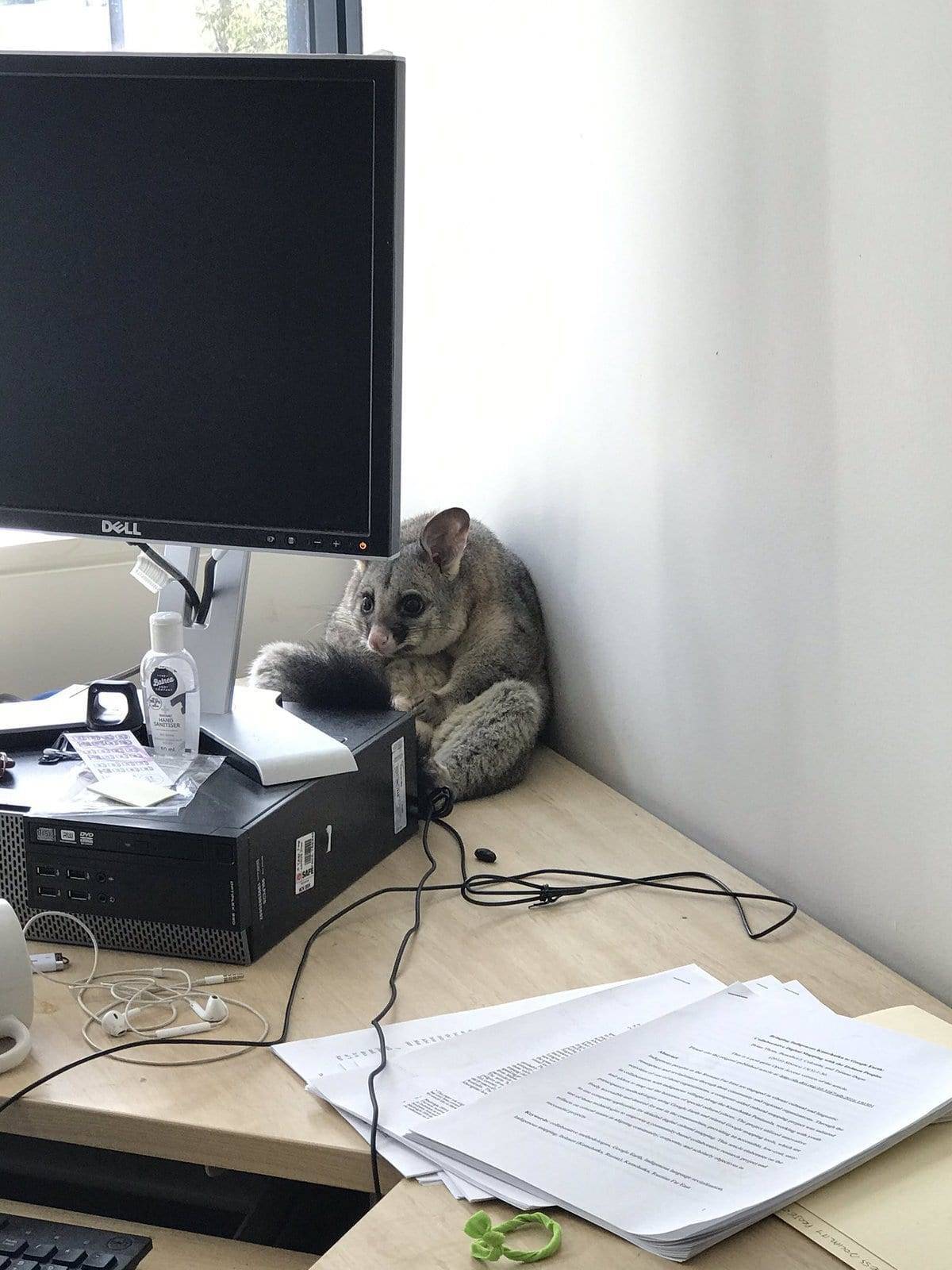 Дика тваринка вчинила безлад в офісі