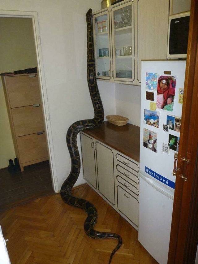 Огромная змея хозяйничает на кухне.