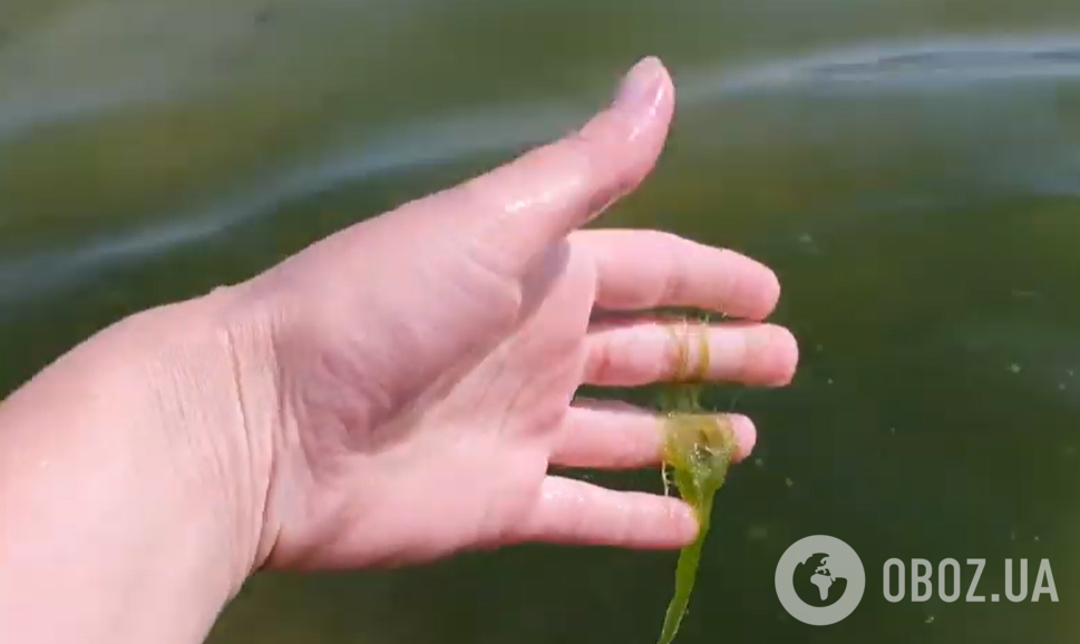 В море есть водоросли.