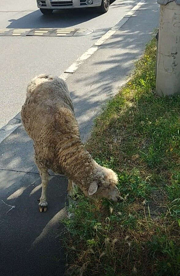 Вівця пасеться на газоні