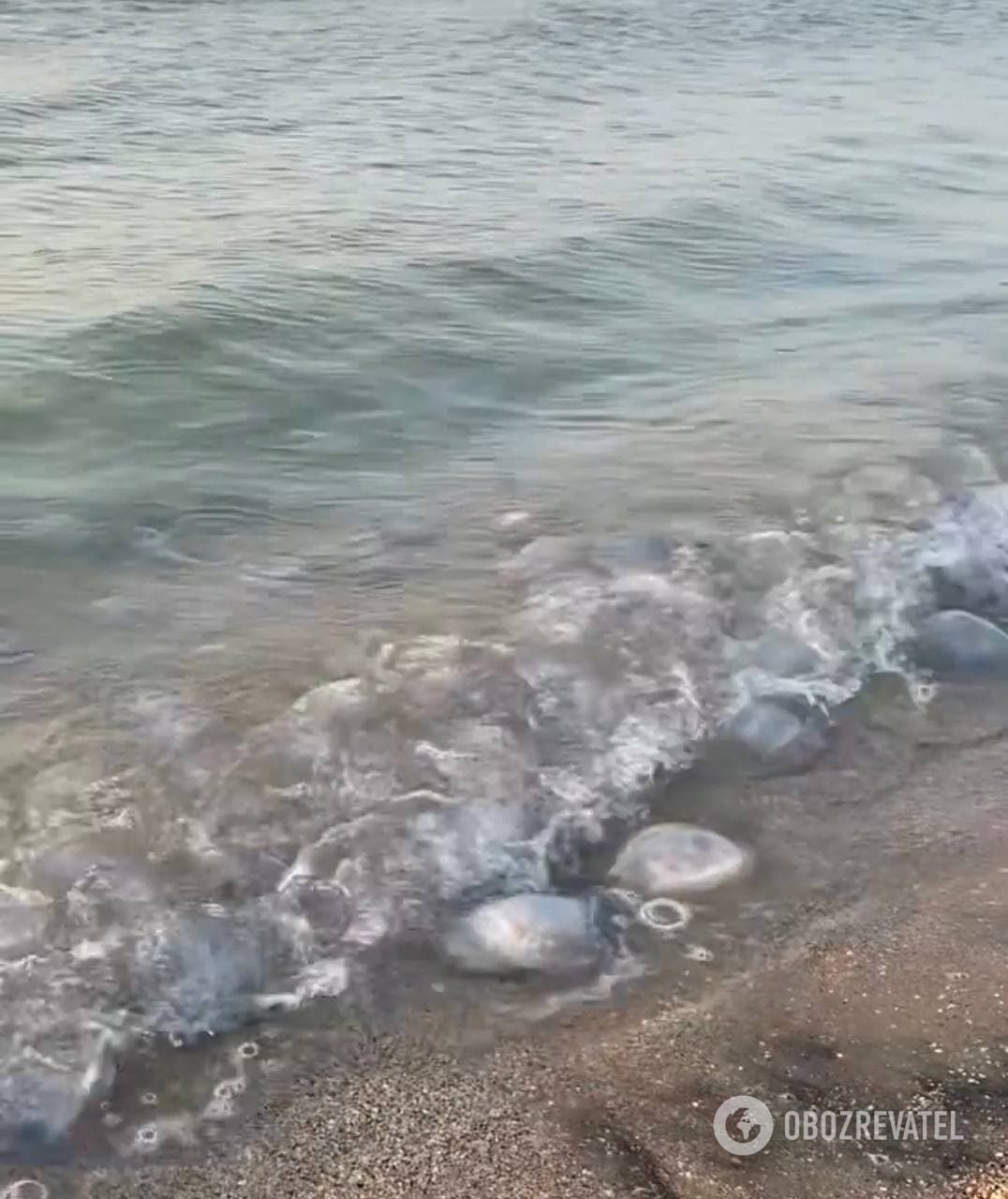 У Кирилівці нашестя медуз.