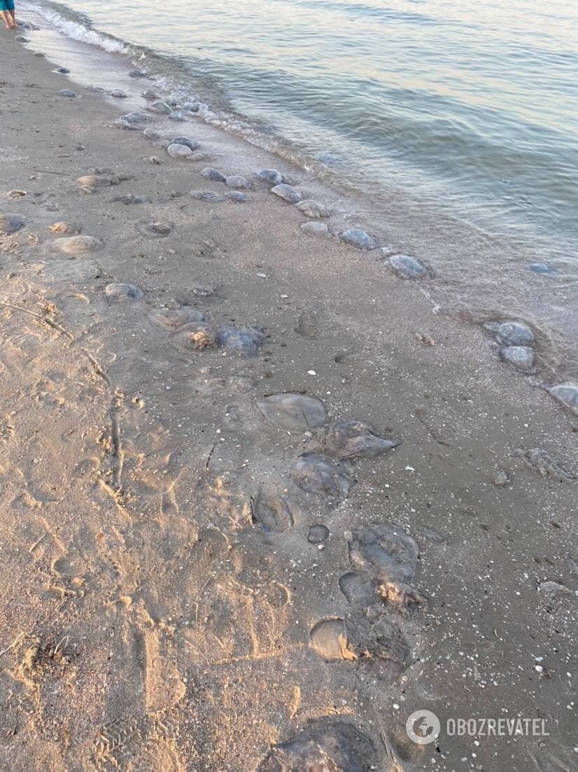На берегу плавают десятки медуз.