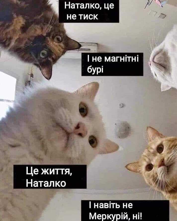 Мем про котів Наталки