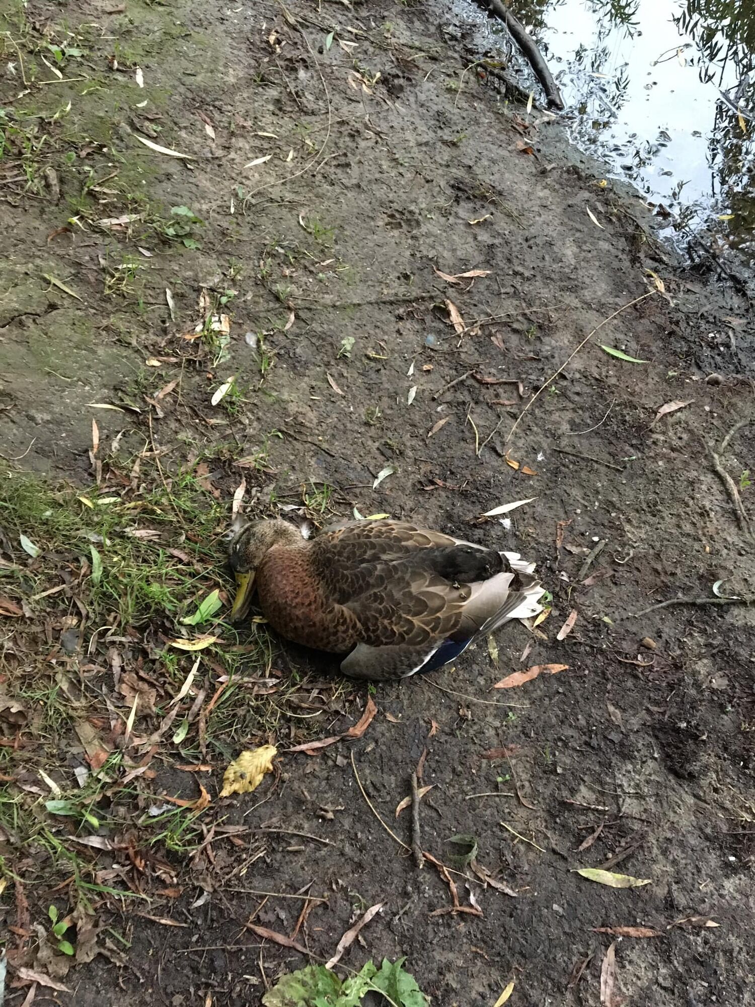 В Голосеевском парке в озере гибнет рыба и утки.