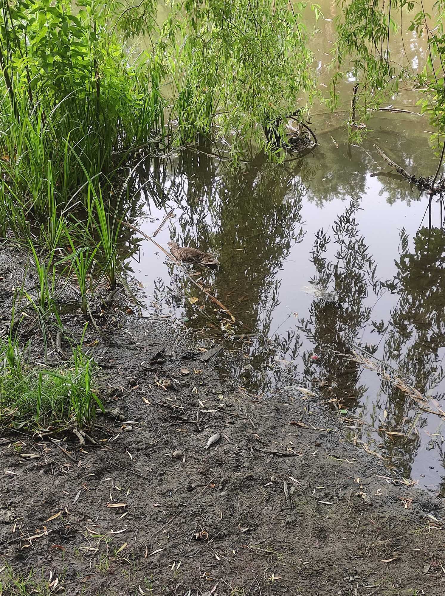 Водоемы в Голосеевском парке имеют неприятный запах.