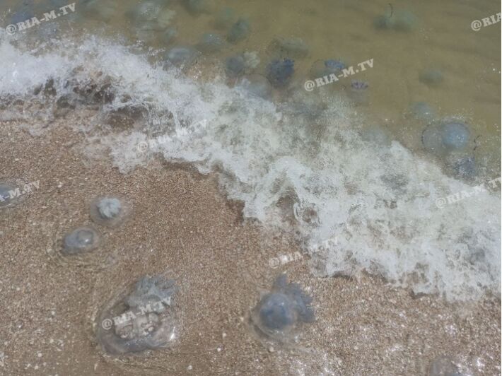 Медузи на Азовському морі