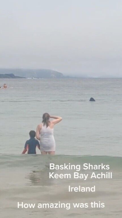 Две огромные акулы подплыли близко к берегу: туристы успели снять это на видео