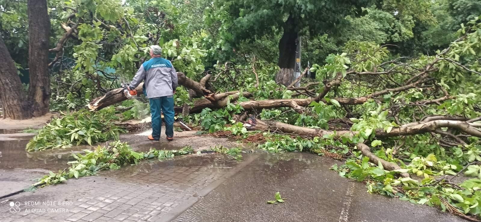 Поваленные деревья в городе