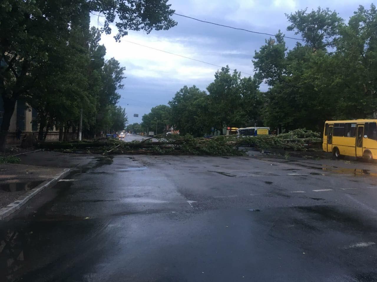 Повалені дерева після зливи