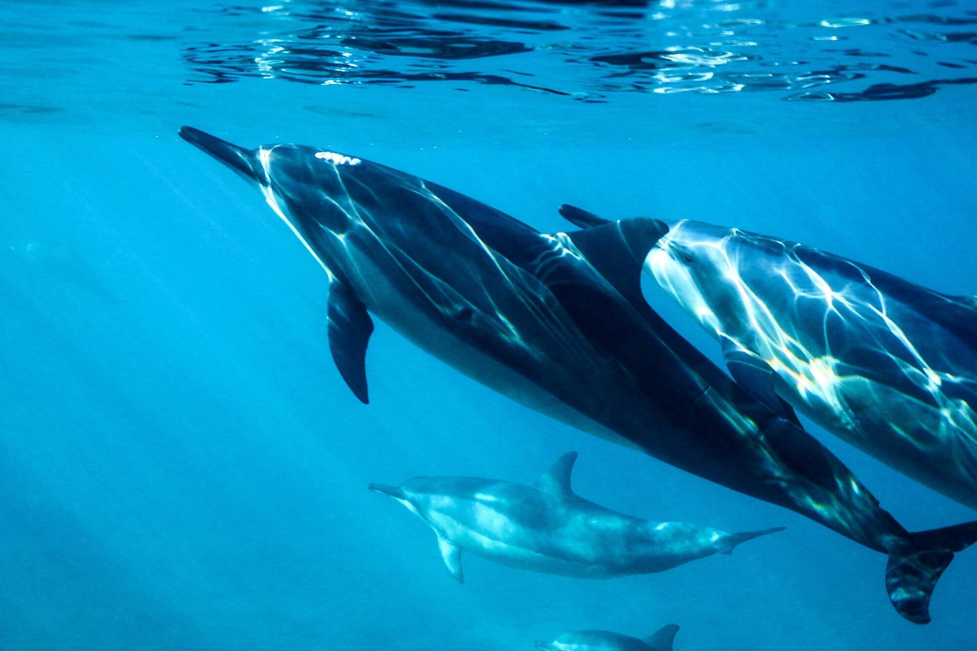 Самці дельфінів Амазонки дарують подарунки потенційним "нареченим"